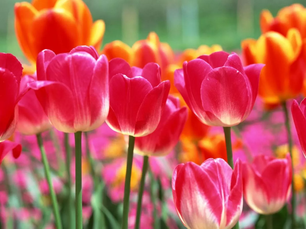 С 8 Марта С 8 Марта